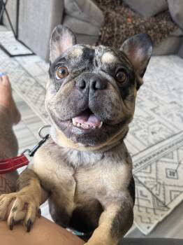 Dixie -  French Bulldog Dog for Adoption in Mesa, Arizona - Dixie | PetCurious