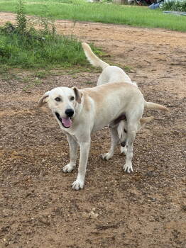 Rescue Labrador Retriever Dogs for Adoption in Farmerville, Louisiana - Leroy | PetCurious
