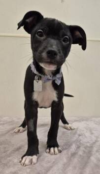 Pez -  Mixed Breed Dog for Adoption in Hamilton, Ohio - Pez | PetCurious