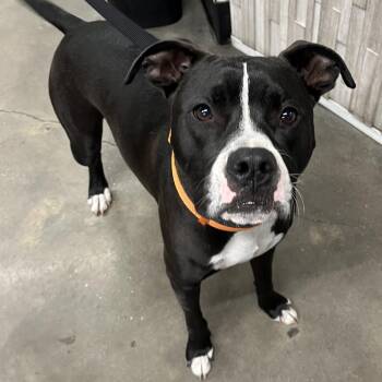 Terrier Dogs Available for Adoption - Zachary | PetCurious