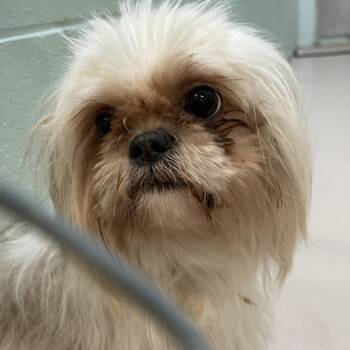 Stitch -  Shih Tzu Dog for Adoption in Newark, New Jersey - Stitch | PetCurious
