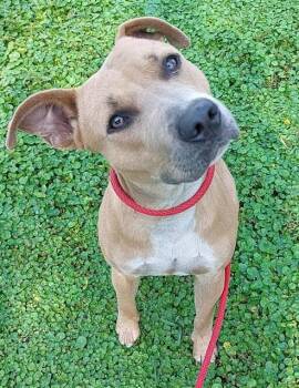 American Staffordshire Terrier Dogs Available for Adoption in Fort Lauderdale, Florida - MILO | PetCurious