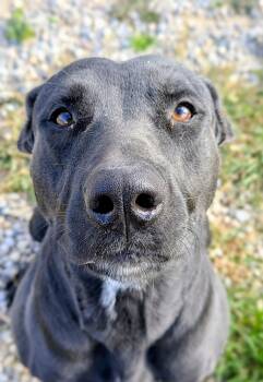 Velvet -  Labrador Retriever Dog for Adoption in Bonnyville, Alberta - Velvet | PetCurious