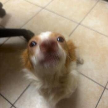 Happy Meal -  Dachshund Dog for Adoption in Pekin, Illinois - Happy Meal | PetCurious