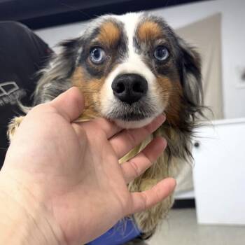 Australian Shepherd Dogs Available for Adoption - Cruz | PetCurious