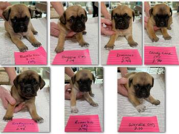 Pug and Shih Tzu Dogs Available for Adoption in Benton, Louisiana - Pug "game" Puppies (NOT YET AVAILABLE) | PetCurious