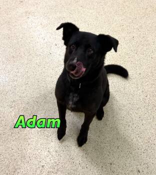 Adam -  Black Labrador Retriever Dog for Adoption in Muncie, Indiana - Adam | PetCurious