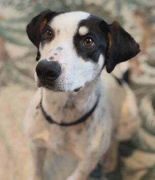 Jackson, amazing baby needs a playmate -  Catahoula Leopard Dog and Hound Dog for Adoption in Bonney Lake, Washington - Jackson, Amazing Baby Needs A Playmate | PetCurious
