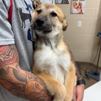 Shepherd Dogs Available for Adoption in Corpus Christi, Texas - Bandit | PetCurious