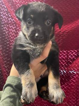 Australian Cattle Dog Blue Heeler Dogs Available for Adoption - LUCKY | PetCurious