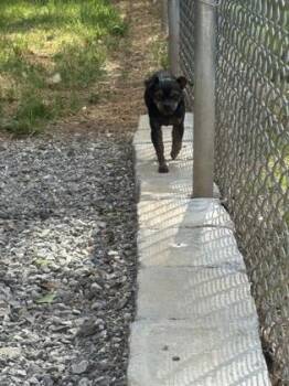 Chihuahua and Mixed Breed Dogs Available for Adoption in Wilkesboro, North Carolina - Faith | PetCurious