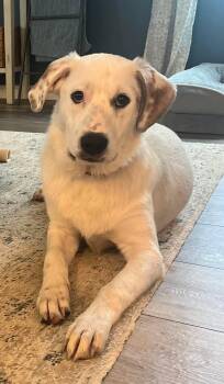 Great Pyrenees Dogs Available for Adoption in Newport, Kentucky - Kate McAllister | PetCurious