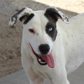 Spot -  Hound and Pointer Dog for Adoption in Yucca Valley, California - Spot | PetCurious
