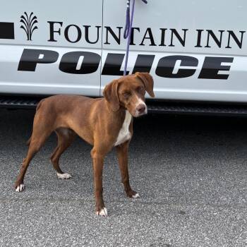 Geraldine -  Mixed Breed Dog for Adoption in Greenville, South Carolina - Geraldine | PetCurious