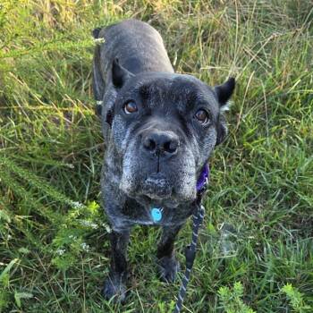 Rescue Cane Corso Dogs for Adoption in Leesburg, Virginia - BELLA | PetCurious