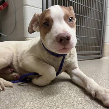 Chuckie -  Mixed Breed Dog for Adoption in Bristol, Indiana - Chuckie | PetCurious