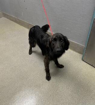 Rescue Australian Shepherd and Mixed Breed Dogs for Adoption in Las Vegas, Nevada - JUNE | PetCurious