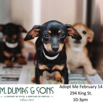 Chihuahua and Mixed Breed Dogs Available for Adoption - 90707a Ruby | PetCurious