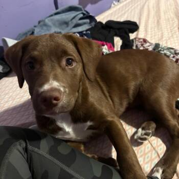 Carella -  Chocolate Labrador Retriever Dog for Adoption in East St. Louis, Illinois - Carella | PetCurious