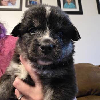 Sage -  Mixed Breed Dog for Adoption in Bismarck, North Dakota - Sage | PetCurious