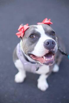Pit Bull Terrier Dogs Available for Adoption in Santa Monica, California - Kira | PetCurious