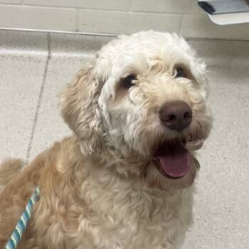 Rescue Standard Poodle and Mixed Breed Dogs for Adoption in Murray, Utah - Basil | PetCurious