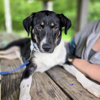 Australian Shepherd Dogs Available for Adoption in Shelby, North Carolina - Oreo | PetCurious