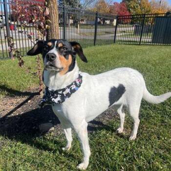 Rescue Mixed Breed Dogs for Adoption in Canal Winchester, Ohio - Patty | PetCurious