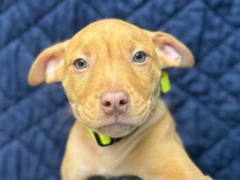 Pit Bull Terrier and Mixed Breed Dogs Available for Adoption in Portland, Oregon - Chandler | PetCurious