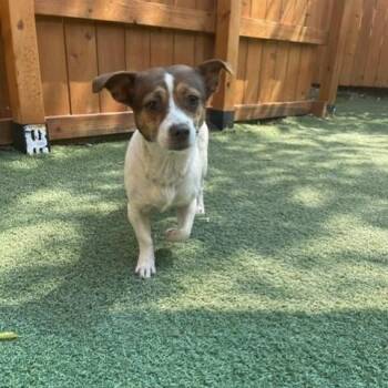 Rescue Chihuahua Dogs for Adoption in Saint George, Vermont - Spottie | PetCurious