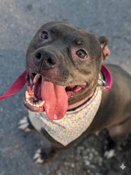 SAMMY -  Mixed Breed Dog for Adoption in Jacksonville, Florida - SAMMY | PetCurious