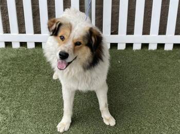Australian Shepherd and Mixed Breed Dogs Available for Adoption - REX | PetCurious