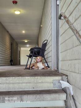 BABYGORILLA -  Pit Bull Terrier Dog for Adoption in San Antonio, Texas - BABYGORILLA | PetCurious
