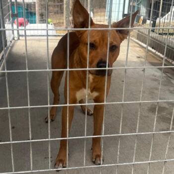 Mixed Breed Dogs Available for Adoption - Murphy | PetCurious