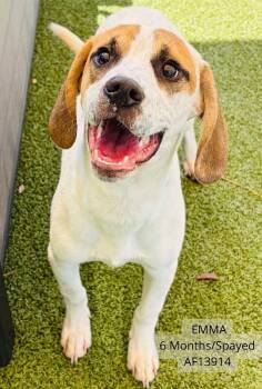 Emma -  Beagle and Mixed Breed Dog for Adoption - Emma | PetCurious