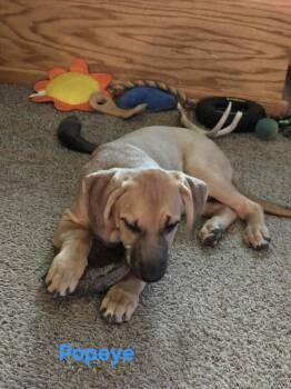 Rescue Terrier Dogs for Adoption in Waterloo, Iowa - Popeye | PetCurious