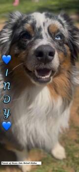 Indy -  Australian Shepherd Dog Available for Adoption in Shasta Lake, California - Indy | PetCurious