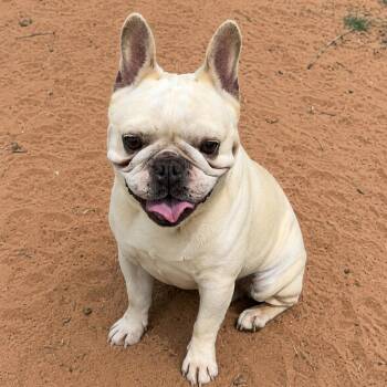 Hercules -  French Bulldog Dog for Adoption in Pelham, New Hampshire - Hercules | PetCurious