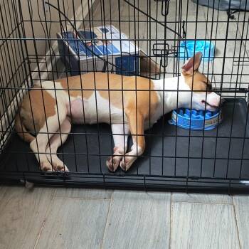 Bambi -  American Staffordshire Terrier Dog for Adoption in New Orleans, Louisiana - Bambi | PetCurious