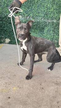 61181275 -  Boxer and Mixed Breed Dog for Adoption in El Paso, Texas - 61181275 | PetCurious
