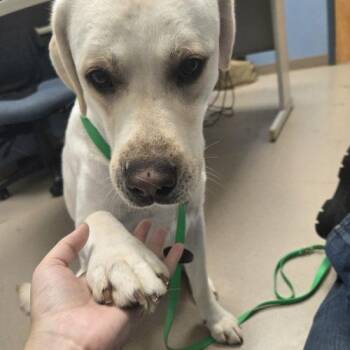 Dougie -  Yellow Labrador Retriever Dog for Adoption in Grand Junction, Colorado - Dougie | PetCurious