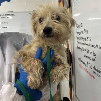 Ollie -  Miniature Schnauzer and Mixed Breed Dog for Adoption in Edinburg, Texas - Ollie | PetCurious