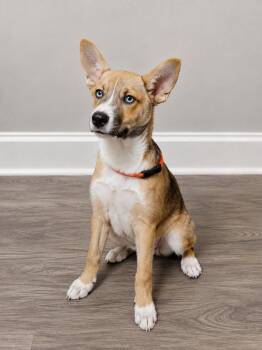 Mini Mel -  Husky Dog for Adoption in Murray, Kentucky - Mini Mel | PetCurious
