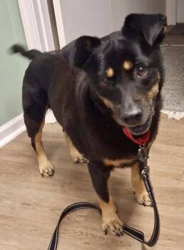 Rescue Australian Cattle Dog Blue Heeler and Black Mouth Cur Dogs for Adoption in Sanford, North Carolina - Artie | PetCurious