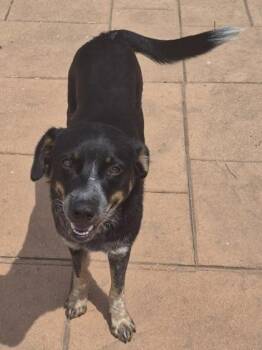 Misha -  Cattle Dog and Mixed Breed Dog for Adoption in Shreveport, Louisiana - Misha | PetCurious
