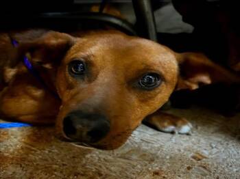 Chihuahua and German Shepherd Dog Dogs Available for Adoption - EMILY | PetCurious