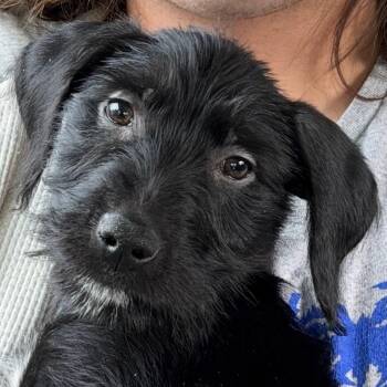 Schnauzer and Mixed Breed Dogs Available for Adoption in Belleville, Illinois - Stefan | PetCurious