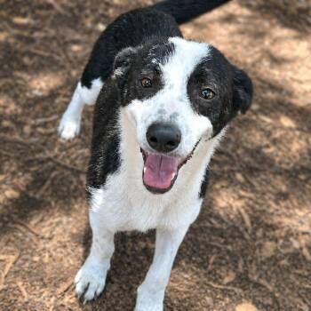 Border Collie and Cattle Dog Dogs Available for Adoption in Boerne, Texas - Vanna | PetCurious