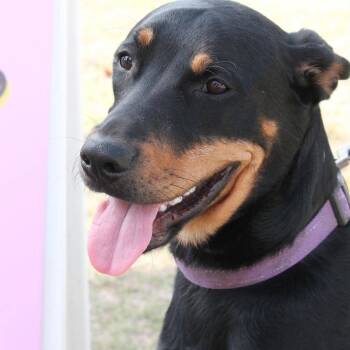 Wilma -  Doberman Pinscher Dog for Adoption in Yukon, Oklahoma - Wilma | PetCurious
