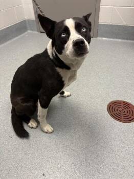 LALA -  Siberian Husky Dog for Adoption in Indianapolis, Indiana - LALA | PetCurious